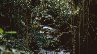 Outdoor shot by Joshua Newton on Unsplash